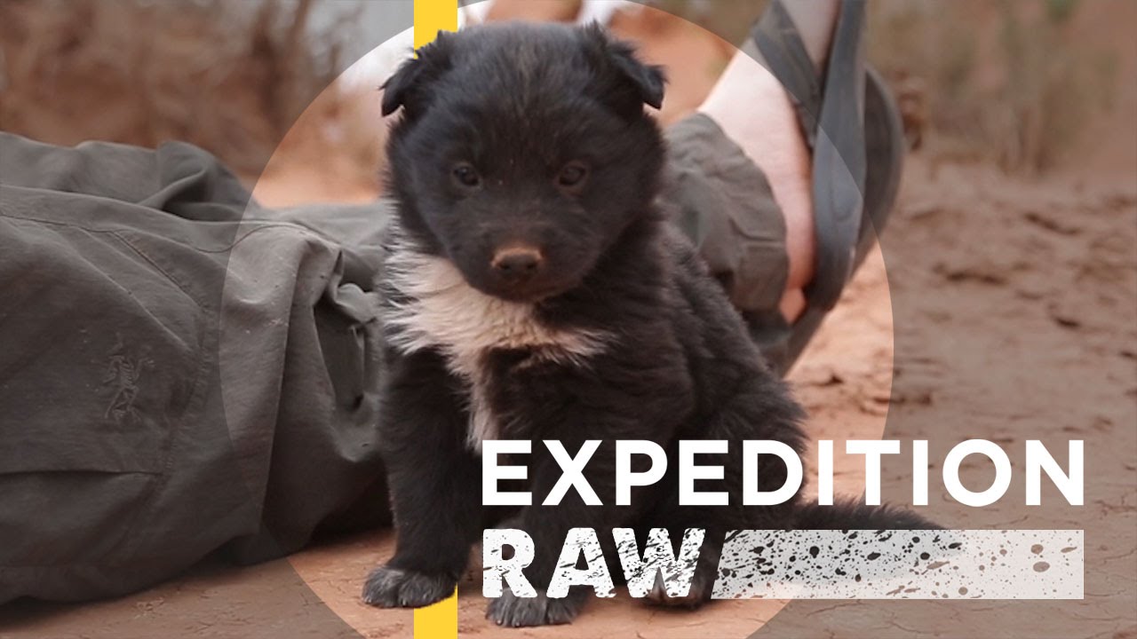 Explorers Save Abandoned Puppy | Expedition Raw - YouTube