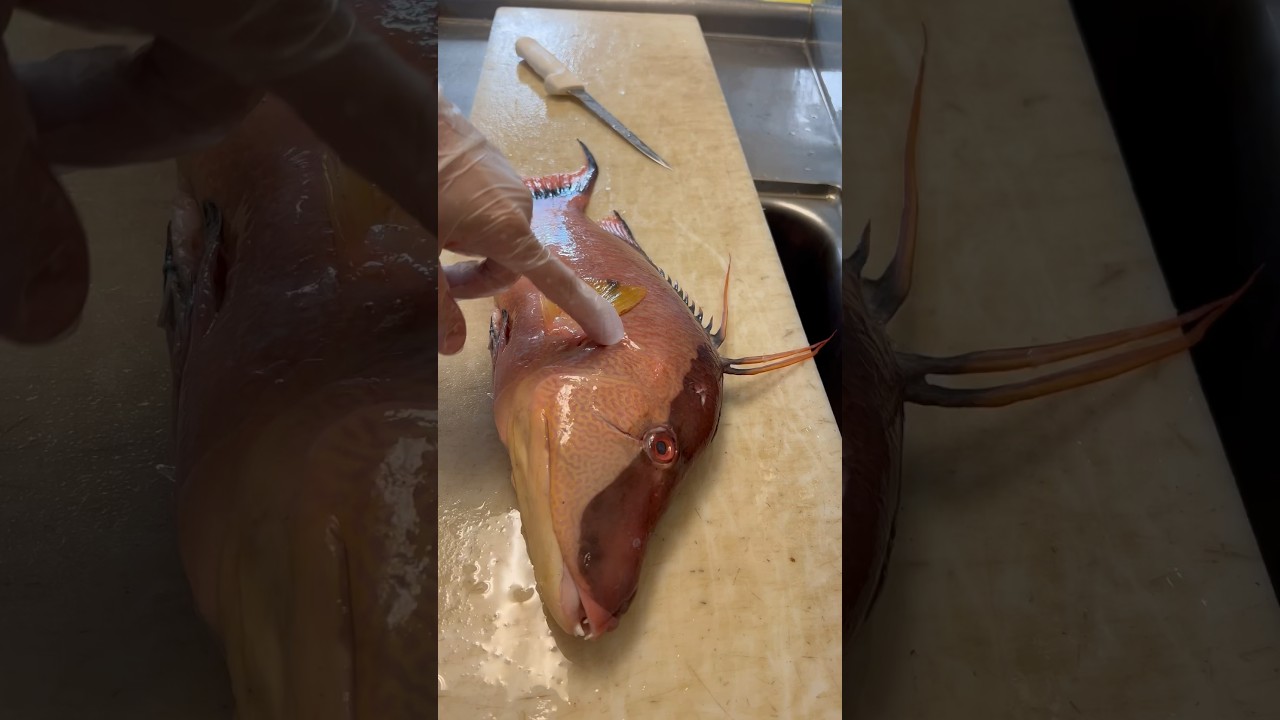 What’s the most overrated fish in your area!? Full Hogfish cleaning video on my channel! 