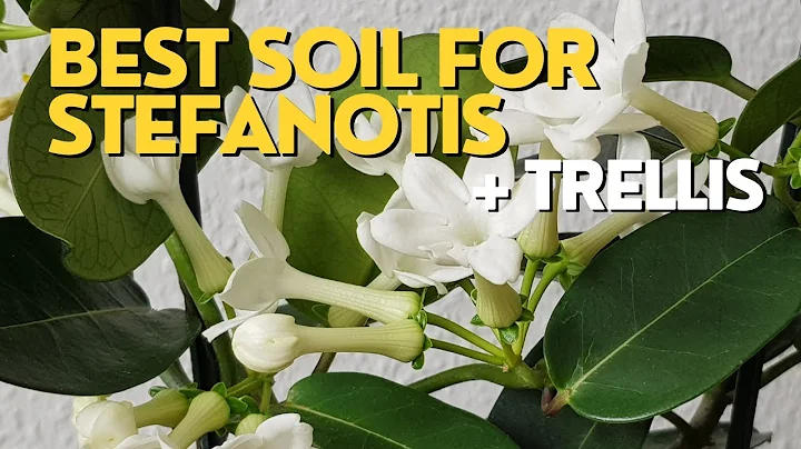 Bästa jorden för Madagaskarjasmin | Stephanotis Plantvård + Omplantering med spaljé