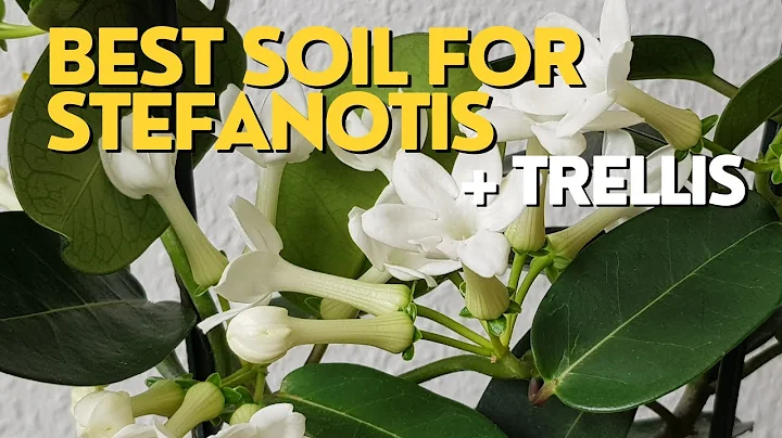 Optimize Stephanotis Growth with the Best Soil and Trellis