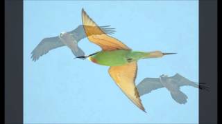 farewell to the birds