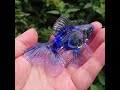 ガラス細工作品「青い金魚」 Blue goldfish