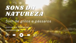 SONS DA NATUREZA | Grilos e pássaros