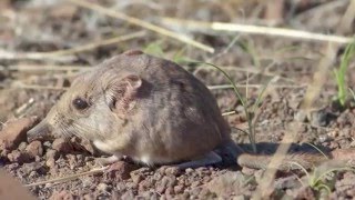 Science Today: A Strange Sengi | California Academy of Sciences