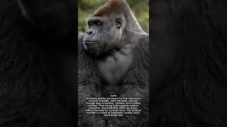 The Powerful Muscles of a Silverback Gorilla and Their Natural Strength