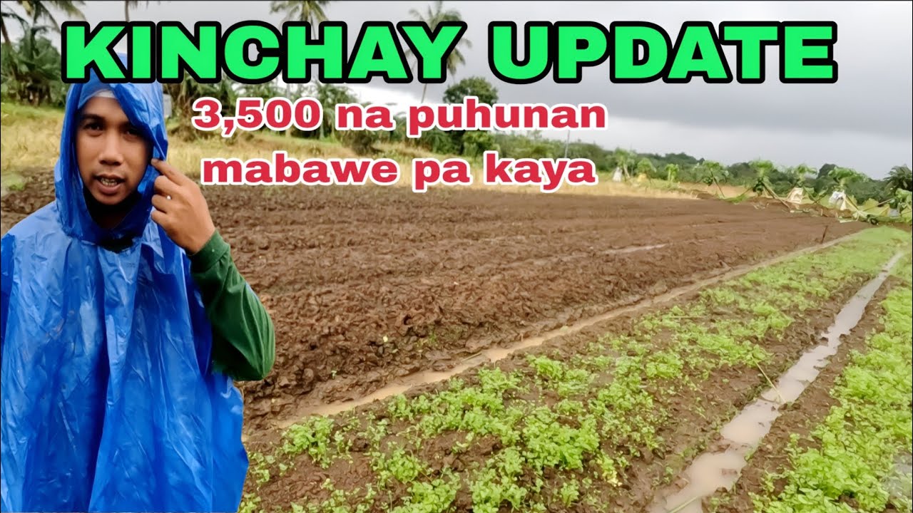 Saging Pula Update saging na pula - YouTube