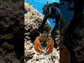 🌊 Catching Fish & Lobster Underwater! 🐟🦞 #shorts#fishing #usa#cinematic #oceanadventure #spearfishi