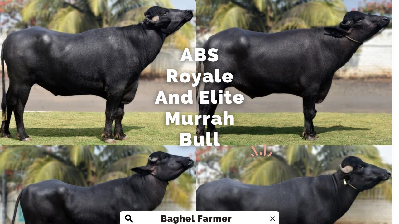 ABS Elite Murrah Bull.
