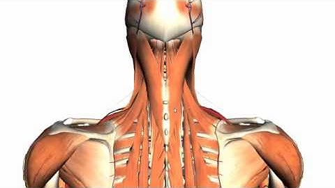 2.Intermediate and Deep Muscles of the Back   Anatomy Tutorial