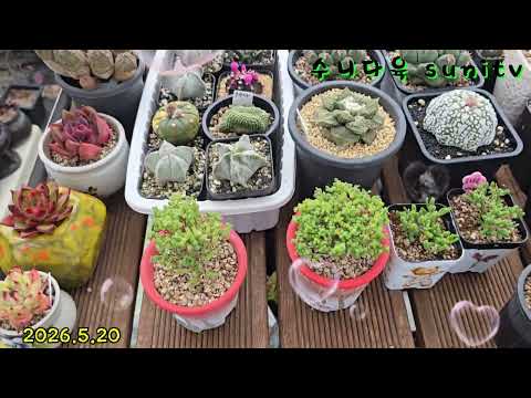 #이번비가도움이될까요~~