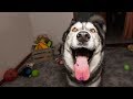 Husky&#39;s Toy Box Explodes!