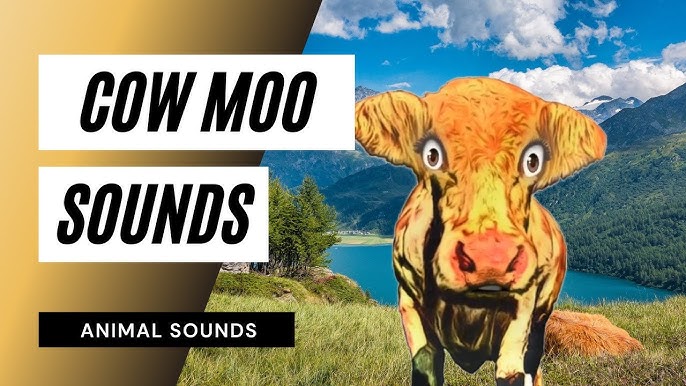 Moo Moo