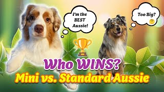 🐾 Mini vs. Standard Aussie – Who Wins? 🐶