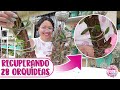 Plantando orquídeas en troncos LAS ORQUÍDEAS RESCATADAS DE LA CALLE │Candy Bu