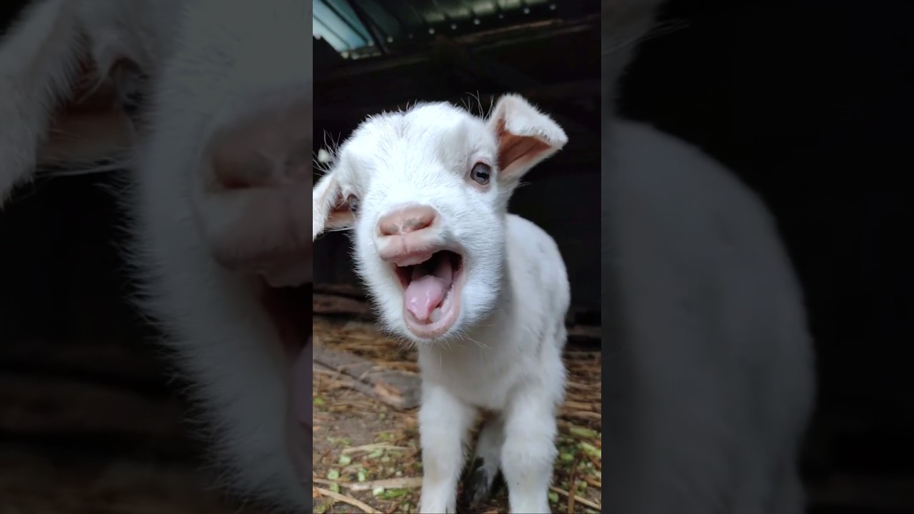 Cute baby goat sound 