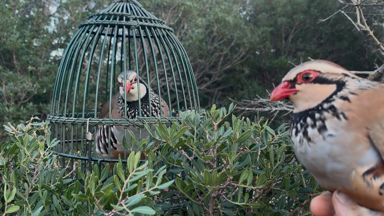 BERNADET. CAPTURA DE UN MACHO QUE ENTRÓ VALIENTE.