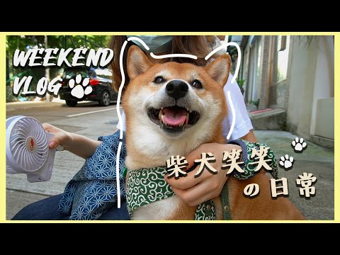 【柴犬笑笑の日常】香港柴犬🐕｜上環歡迎狗狗的Cafe｜一起聊聊柴犬｜與柴同樂的一天｜周末狗奴