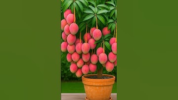 🌿Grow Mango Tree Faster with Grafting | Get More Fruits Quickly