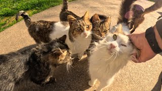 Stray Cats Welcome You Warmly at This Park Every Time You Visit! by Stray Paws of Istanbul 1,494 views 1 month ago 2 minutes, 46 seconds