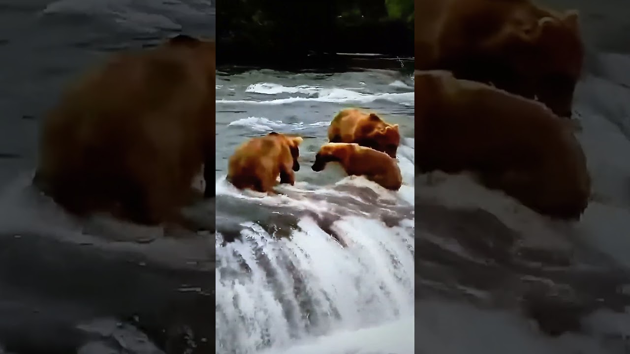 YouTube에서 Tough love from Grazer the Bear pushing her cub off Brooks Falls Katmai National Park 보기 YouTube에서 Tough love from Grazer the Bear pushing her cub off Brooks Falls Katmai National Park 보기