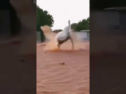 Funny cat video 🤣🤣🤣 #shorts.