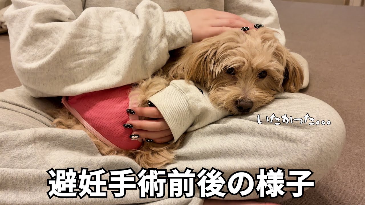 【ペキプー】避妊手術をしたら歩かなくなりました...