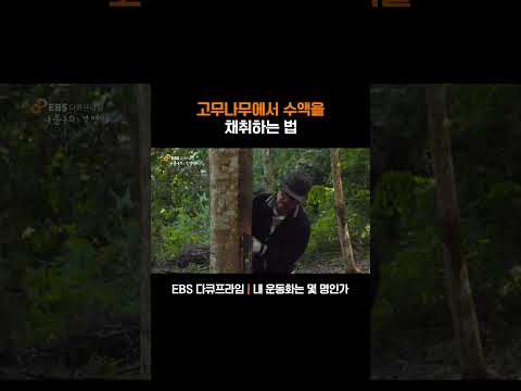 신기한 고무 나무 <strong>수액</strong> 채취 과정 #shorts