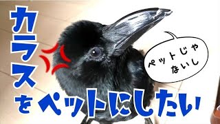 カラス飼いたい ペットにしたい Youtube