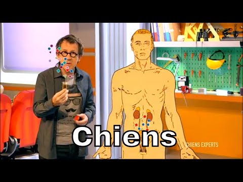 Comment les chiens peuvent-ils dépister certains cancers ? - C'est Pas Sorcier