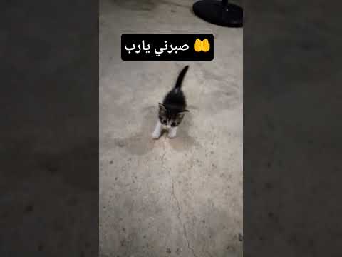    ارحل ياسيسي غزة تواجه الإبادة اتقذوالسودان