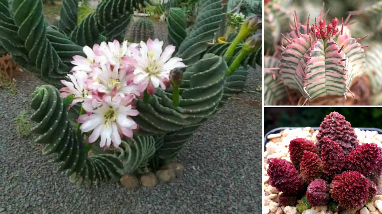 8 PIANTE GRASSE Strane che Probabilmente NON Conosci | Poco conosciute, ma bellissime!