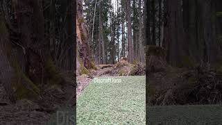 Ace? #ace #discgolf #acerun #luna #paulmcbeth