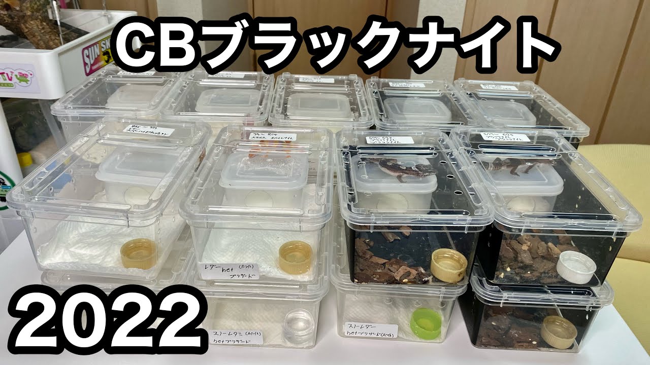 【レオパ】2022わが家で生まれたレオパベビー紹介します【ベビー飼育環境】おうしえします