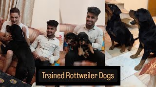 Watch amazing training tricks | Well trained Rottweiler dogs | Saurabh Dog Kennel | Call 7275863266