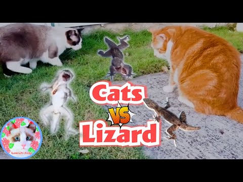 【閲覧注意】猫2匹とトカゲ1匹の壮絶バトルの末路！Hawaiian cats dance against lizard
