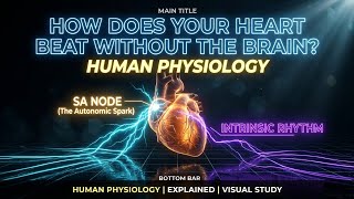How Your Heart Beats Without Your Brain — Visual Guide | Biology