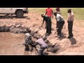 Five Days Old Baby Elephant Rescued from Muddy Pond