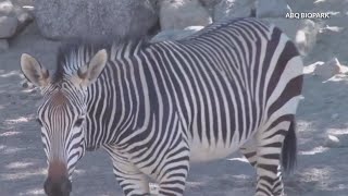 Two ABQ BioPark animals celebrate their June birthdays
