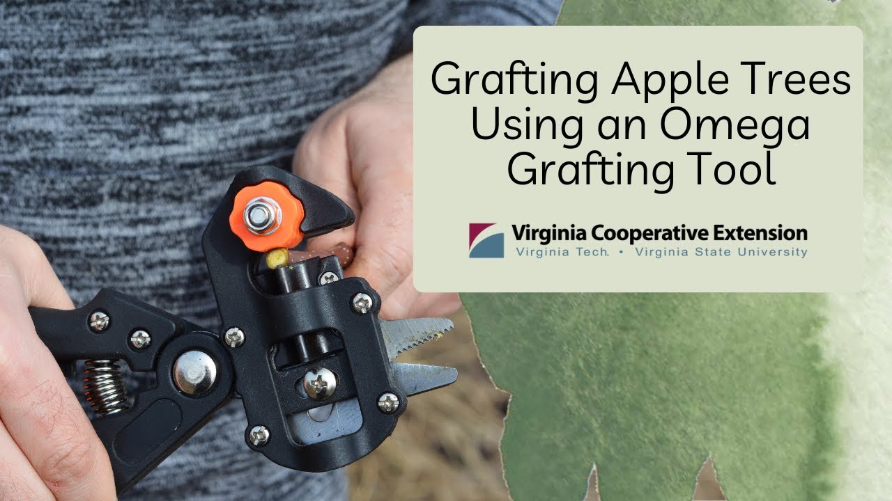 Grafting Apple Trees Using an Omega Grafting Tool
