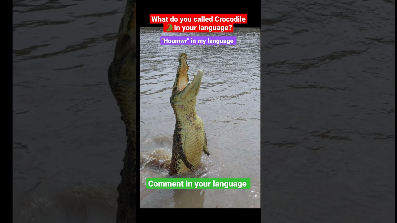 What do you called "Crocodile" 🐊in your language? 