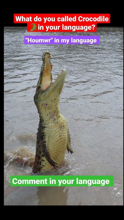 What do you called "Crocodile" 🐊in your language? #shorts #crocodile #