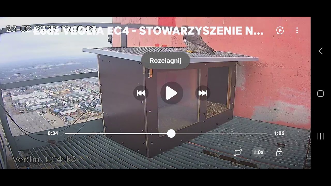 ŁÓDŹ VeoliaCV4_ ZNOWU CZESZKA w obrączkach nacdaszku zaprasza jakby samcem była?