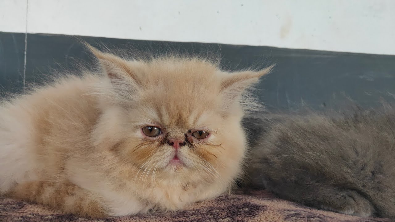 Persian kittens YouTube