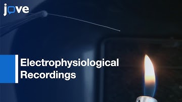 Electrophysiological Recordings of LFP from HDP | Protocol Preview