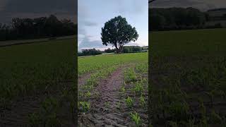 Bonde Jole Ri Prancis.#corn #jagung #kebunjagung #france #prancis