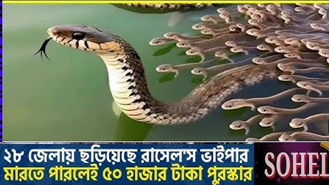 ২৮ জেলায় ছড়িয়েছে রাসেল'স ভাইপার, মা-রতে পারলেই ৫০ হাজার টাকা পুরস্কার | Russels Viper Sohel TV