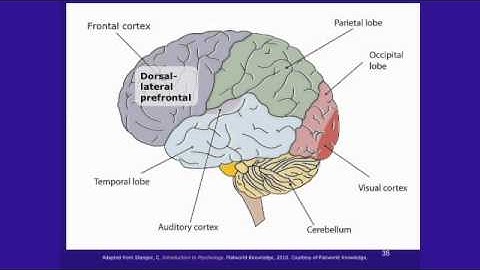 Lec 14 | MIT 9.00SC Introduction to Psychology, Spring 2011