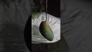 Kawm muas - Koj Yog thaum twg