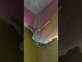 Painter Applying putty #painter #shorts #walldecor #construction #renovation