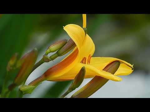 3 Hours Relaxing Soft Wind Sounds Nature Sound